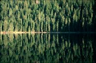 Pacific Northwest Timber